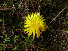 Lampranthus reptans