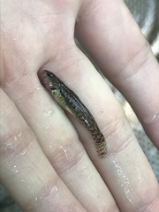 Etheostoma crossopterum