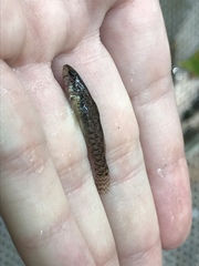 Etheostoma crossopterum