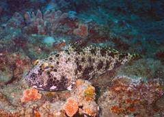 Epinephelus macrospilos