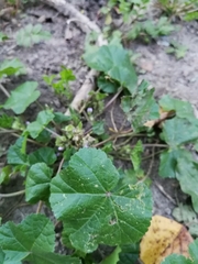 Malva verticillata