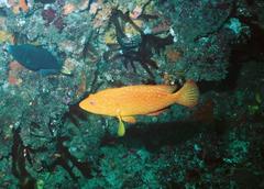 Cephalopholis sonnerati