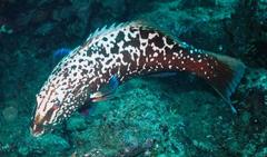 Plectropomus punctatus