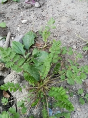 Potentilla paradoxa