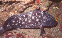 Epinephelus coeruleopunctatus