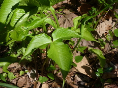 Pinellia tripartita