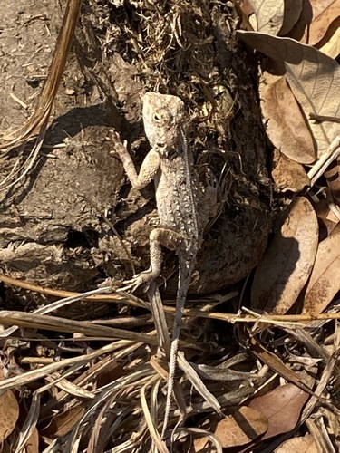 Tropical Spiny Agama