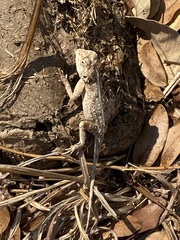 Agama armata