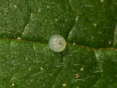 Abrostola agnorista
