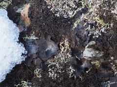 Umbilicaria proboscidea