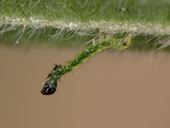 Abrostola agnorista