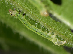 Abrostola agnorista