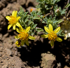 Chaetanthera flabellata