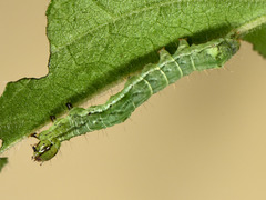 Abrostola agnorista