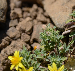 Chaetanthera flabellata