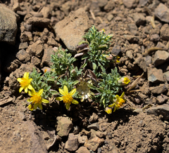 Chaetanthera flabellata
