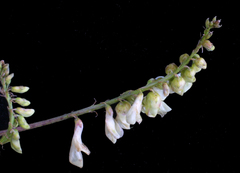 Hedysarum sulphurescens