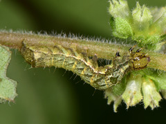 Abrostola agnorista
