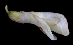 Hedysarum sulphurescens