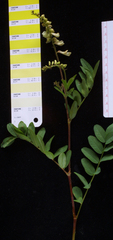 Hedysarum sulphurescens