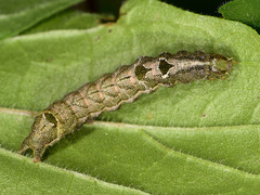 Abrostola agnorista