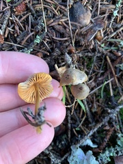 Mycena aurantiomarginata