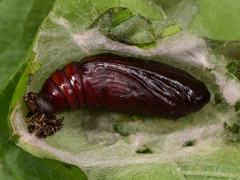 Abrostola agnorista