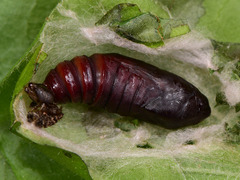 Abrostola agnorista