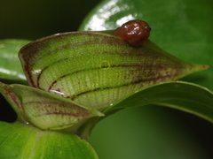 Commelina paludosa