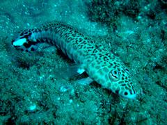 Parapercis albiventer