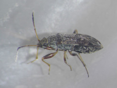 Ligyrocoris diffusus