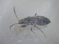 Ligyrocoris diffusus
