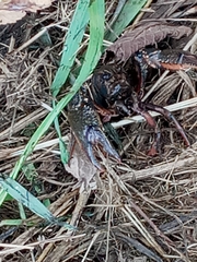 Procambarus gracilis