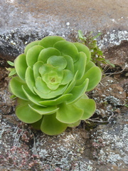 Aeonium canariense subsp. canariense image