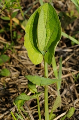 Aristolochia rotunda