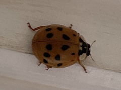 Harmonia axyridis