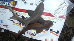 Haploblepharus fuscus