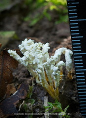 Cordyceps farinosa