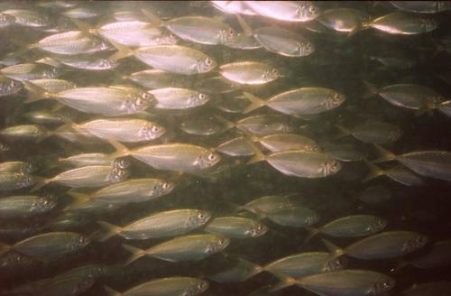 Atlantic Horse Mackerel