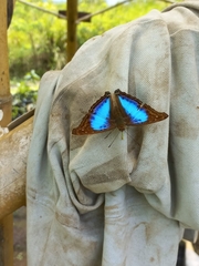 Doxocopa clothilda