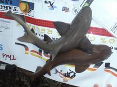 Triakis megalopterus