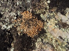 Sphaerophorus globosus