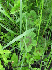 Pelargonium ranunculophyllum