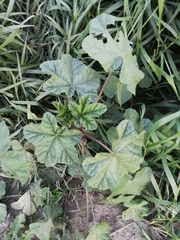 Malva verticillata