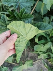 Malva verticillata