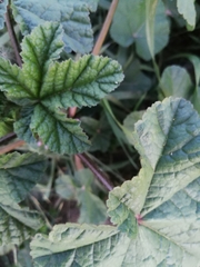 Malva verticillata