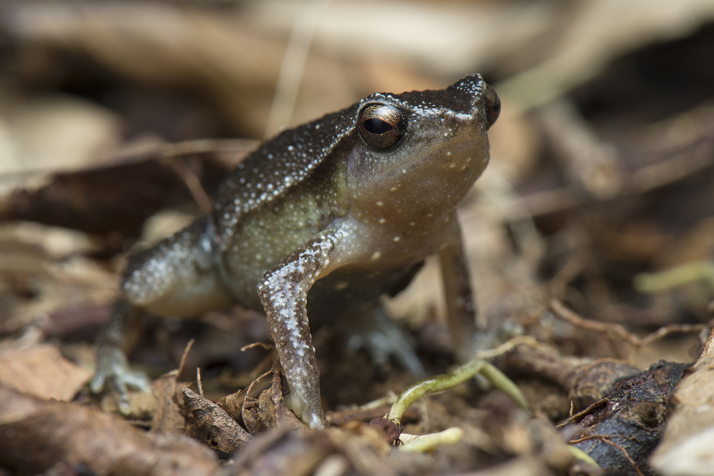 Dotted Grainy Frog
