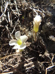 Oxalis tomentosa
