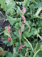 Persicaria maculosa