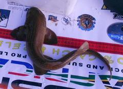 Haploblepharus fuscus